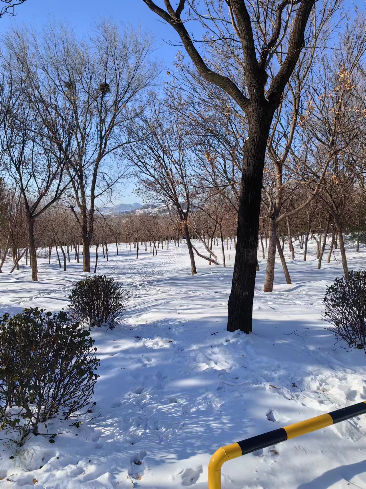 《它朝若是同淋雪，此生也算共白头》