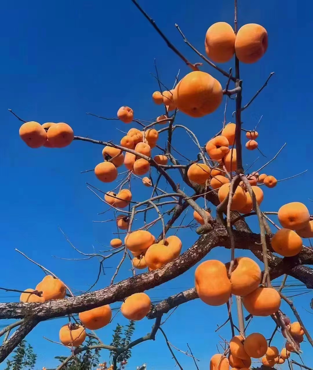 《深圳宇锡高端手持终端液晶屏模组——“昆仑”系列开始放量》